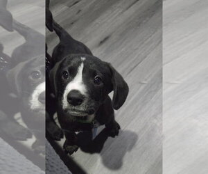Labrador Retriever-Unknown Mix Dogs for adoption in Plainfield, IL, USA