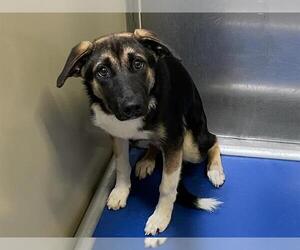 German Shepherd Dog-Unknown Mix Dogs for adoption in Modesto, CA, USA
