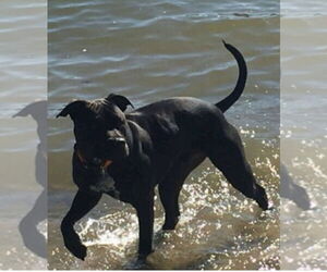 American Pit Bull Terrier-Labrador Retriever Mix Dogs for adoption in Banning, CA, USA