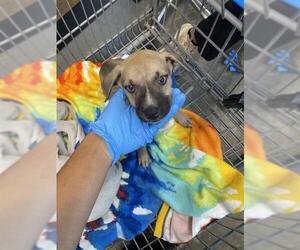Labrador Retriever Dogs for adoption in Tallahassee, FL, USA