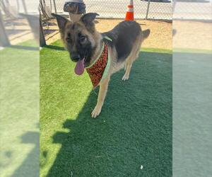 German Shepherd Dog Dogs for adoption in HESPERIA, CA, USA
