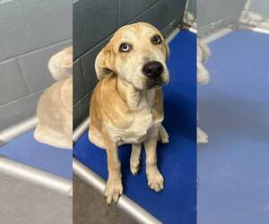 Mutt Dogs for adoption in Clarkesville, GA, USA