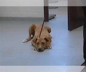 Labrador Retriever-Unknown Mix Dogs for adoption in Fayetteville, NC, USA