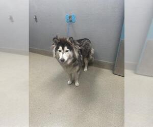 Huskies -Unknown Mix Dogs for adoption in Las Vegas, NV, USA