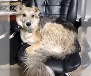 German Shepherd Dog-Unknown Mix Dogs for adoption in Ogden, UT, USA