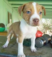 Small American Pit Bull Terrier-Australian Cattle Dog Mix