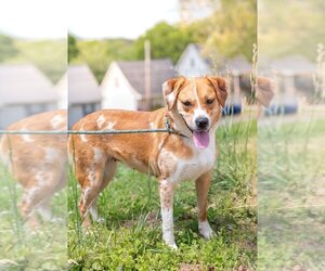Catahoula Leopard Dog-Unknown Mix Dogs for adoption in Cleveland, TN, USA