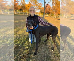 Great Dane Dogs for adoption in Bullard, TX, USA