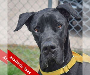 Great Dane Dogs for adoption in Huntley, IL, USA
