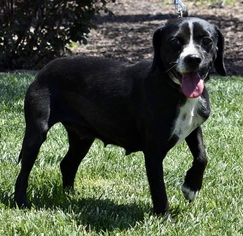 Bocker Dogs for adoption in Palo Alto, CA, USA