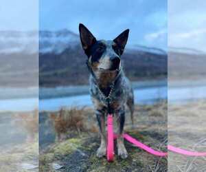 Mutt Dogs for adoption in Anchorage, AK, USA