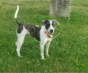 Lab-Pointer Dogs for adoption in South Amana, IA, USA