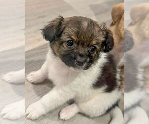 Chihuahua-Unknown Mix Dogs for adoption in Corona, CA, USA