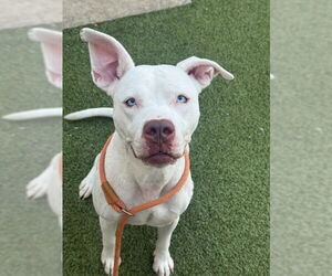 American Bulldog Dogs for adoption in Fayetteville, NC, USA