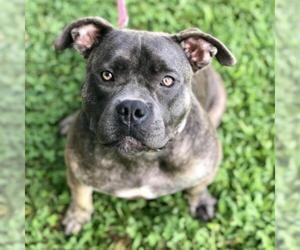 Bulldog Dogs for adoption in Atlanta, GA, USA