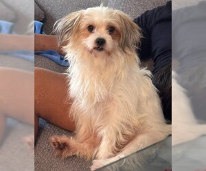 Maltese-Unknown Mix Dogs for adoption in Fort Lauderdale, FL, USA