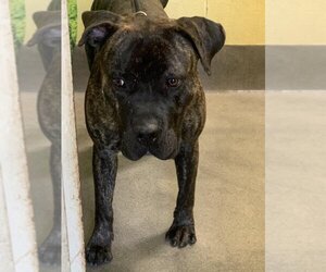 Presa Canario Dogs for adoption in Forestville, MD, USA
