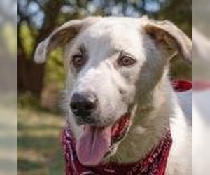 Anatolian Shepherd Dogs for adoption in Waco, TX, USA