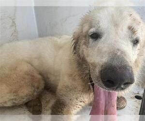 Great Pyrenees Dogs for adoption in Houston, TX, USA