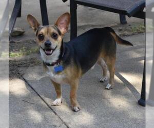 Chi-Corgi Dogs for adoption in Topeka, KS, USA