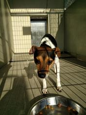 Rat Terrier Dogs for adoption in Ottawa, KS, USA