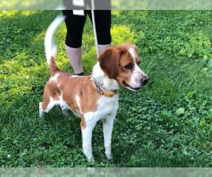 Beagle Dogs for adoption in Hillsdale, IN, USA
