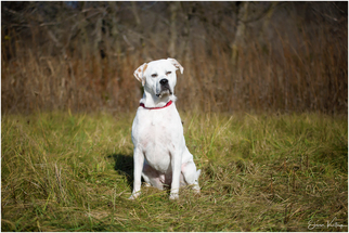 Small American Pit Bull Terrier-Great Pyrenees Mix