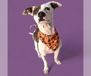 Chihuahua Dogs for adoption in Bakersfield, CA, USA