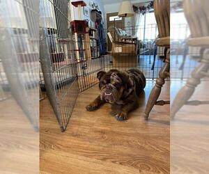 Bulldog Dogs for adoption in Yreka, CA, USA