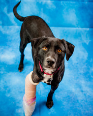Borador Dogs for adoption in Kennesaw, GA, USA