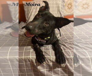 Labrador Retriever Dogs for adoption in Palatine/Kildeer/Buffalo grove, IL, USA