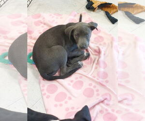 Labmaraner Dogs for adoption in Sanford, FL, USA