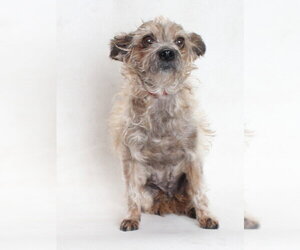Mutt Dogs for adoption in Burbank, CA, USA