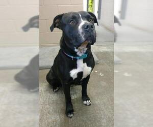American Bulldog-American Staffordshire Terrier Mix Dogs for adoption in Washougal, WA, USA