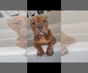 Bullypit Dogs for adoption in Harrisburg, PA, USA