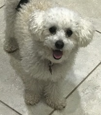 Poodle (Miniature) Dogs for adoption in Royal Palm Beach, FL, USA