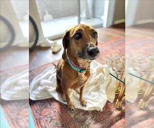 Redbone Coonhound-Unknown Mix Dogs for adoption in Las Vegas, NV, USA
