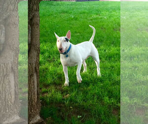 Bull Terrier Dogs for adoption in Guthrie, OK, USA