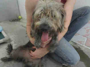 Bearded Collie-Miniature Schnauzer Mix Dogs for adoption in Bowling Green, OH, USA
