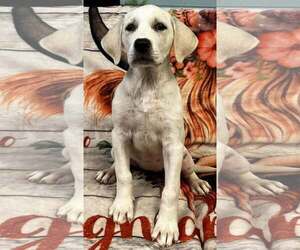 Labrenees Dogs for adoption in Pryor, OK, USA