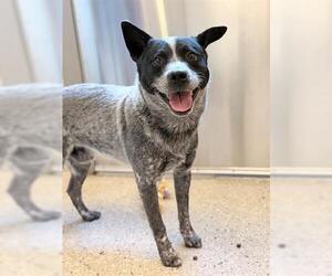 Mutt Dogs for adoption in Brighton, CO, USA