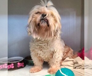 Lhasa Apso Dogs for adoption in Long Beach, CA, USA