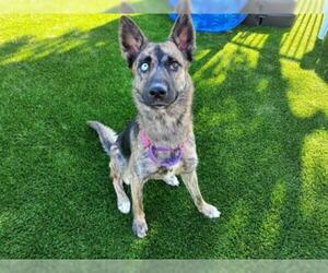Australian Shepherd-German Shepherd Dog Mix Dogs for adoption in Santa Clara, CA, USA