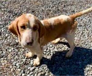 Basset Hound Dogs for adoption in Ellijay, GA, USA