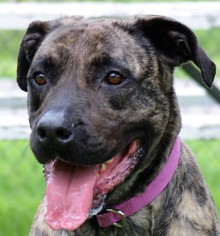 Mastiff-Unknown Mix Dogs for adoption in Danville, KY, USA