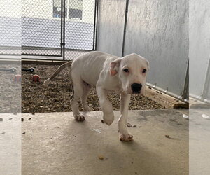 Mutt Dogs for adoption in Sterling, MA, USA
