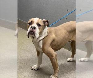 American Bulldog-Unknown Mix Dogs for adoption in Las Vegas, NV, USA