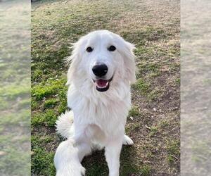 Great Pyrenees Dogs for adoption in Wylie, TX, USA