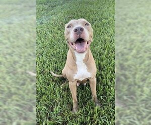 American Pit Bull Terrier Dogs for adoption in Rosenberg, TX, USA