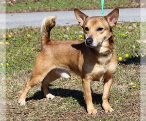 Mutt Dogs for adoption in Prattville, AL, USA